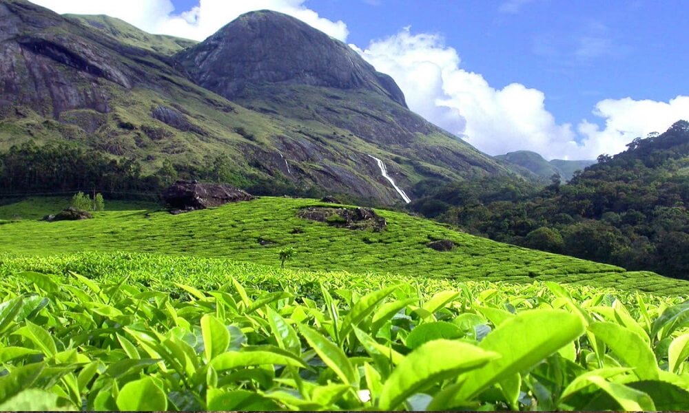 Taste the Best Tea at Munnar