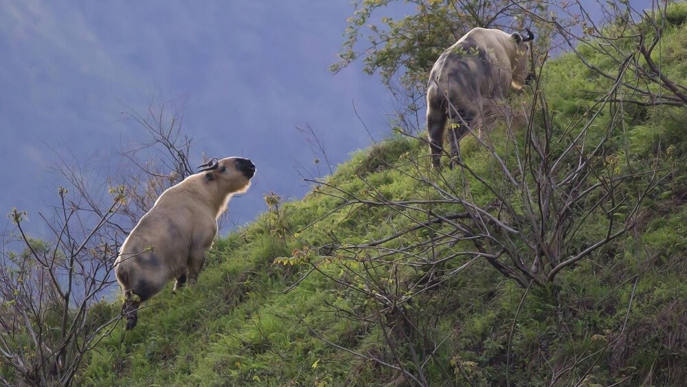 Behavior of the National Animal of Bhutan