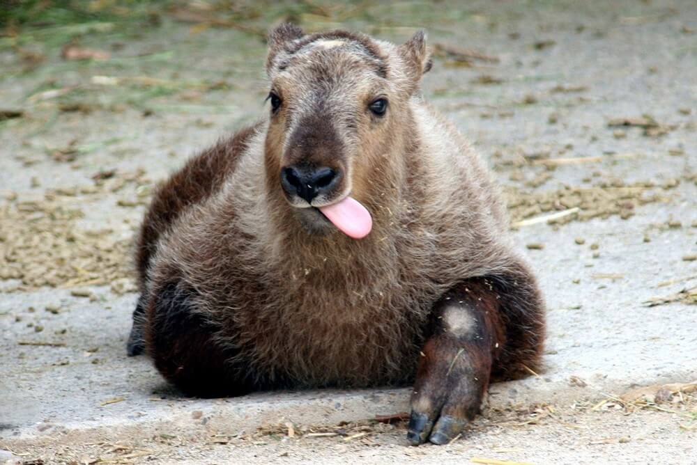 First Man to Document the National Animal of Bhutan