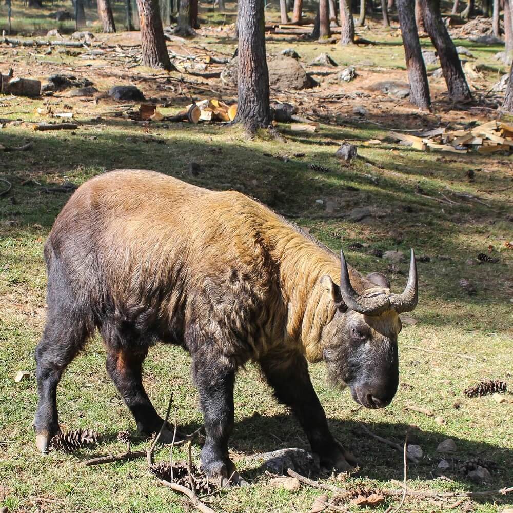 National Animal of Bhutan Look Like