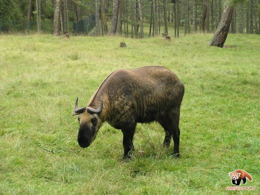 Spot the National Animal of Bhutan