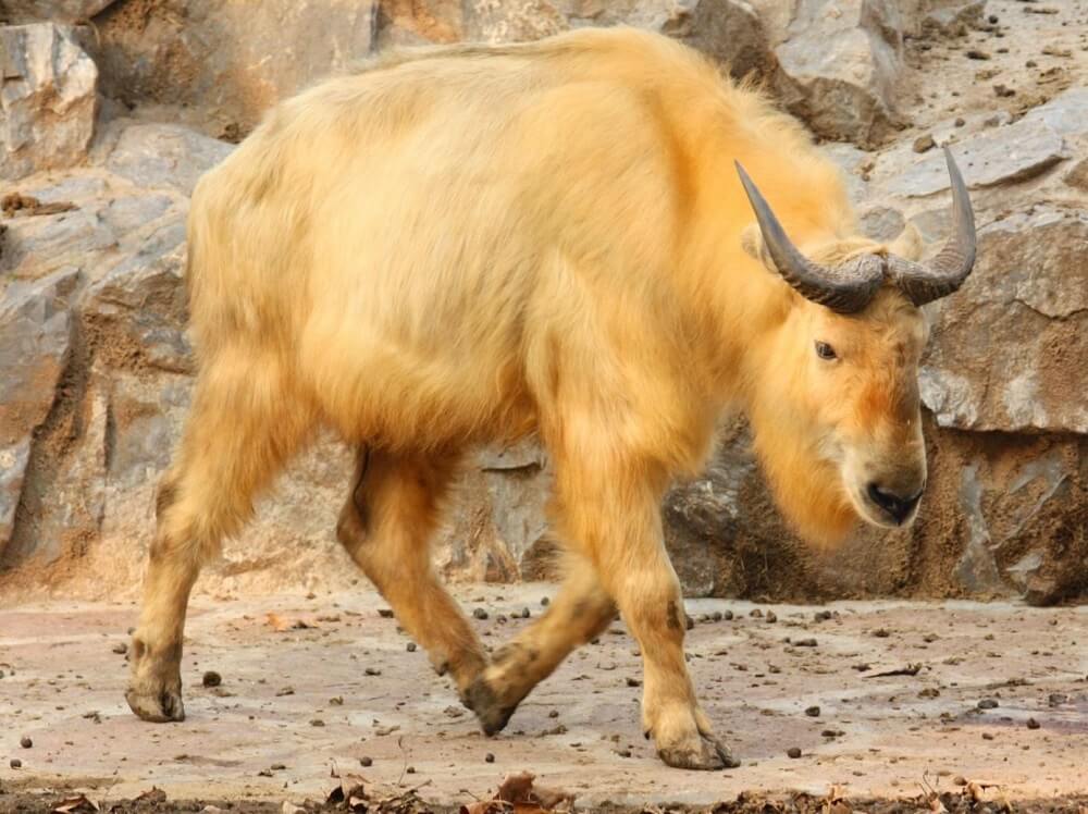 Subspecies of Takin